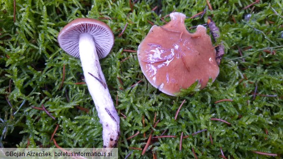 Cortinarius collinitus
