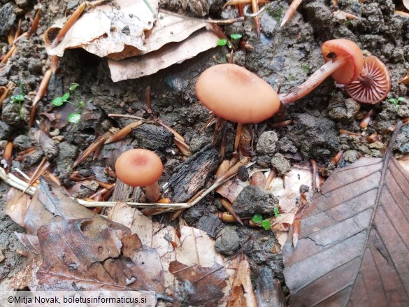 Laccaria bicolor