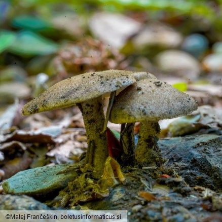 Lentinus substrictus