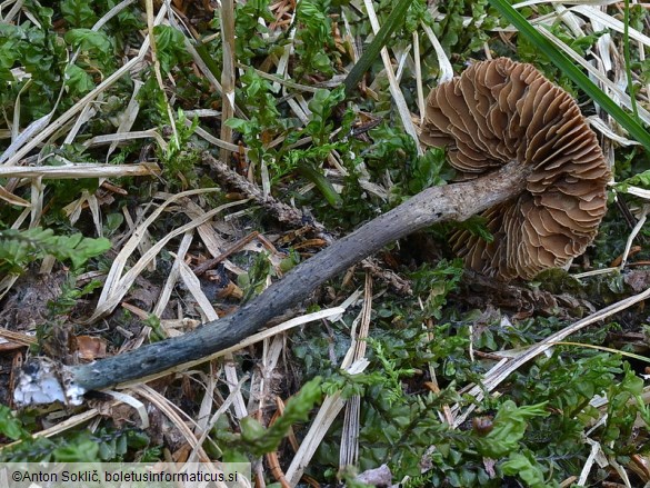 Inocybe calamistrata