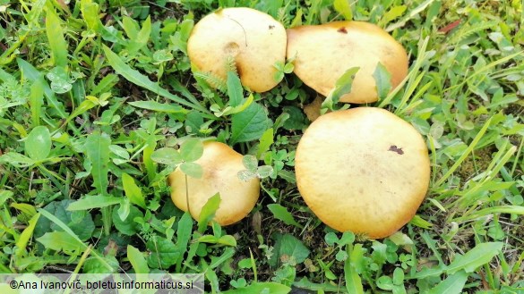 Suillus grevillei