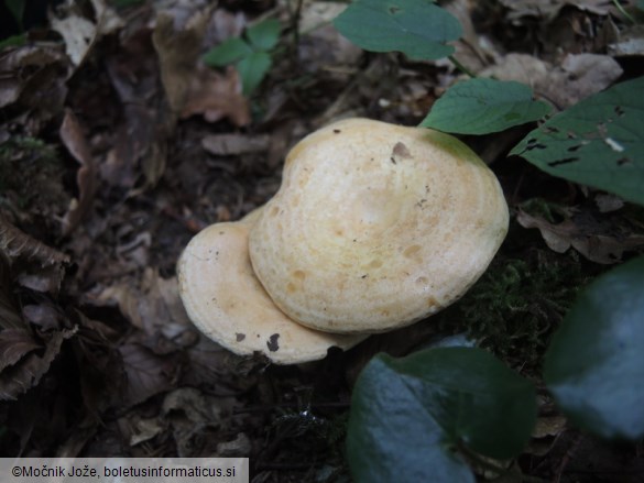 Lactarius acerrimus