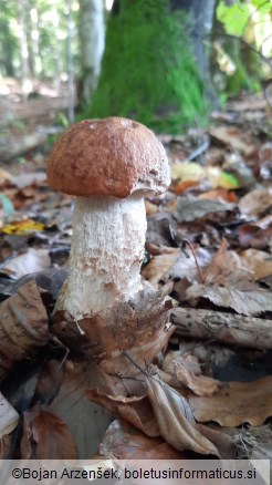 Leccinum quercinum