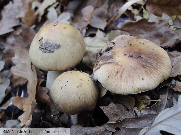 Cortinarius mucifluoides