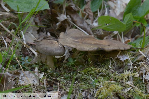 Lentinus substrictus