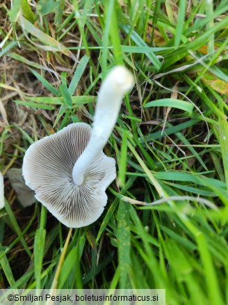 Psathyrella candolleana