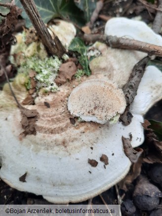 Trametes hirsuta