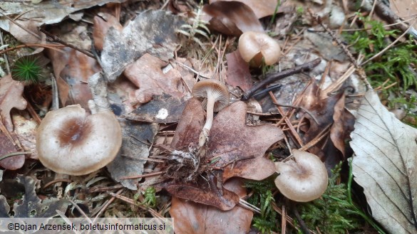 Clitocybe radicellata