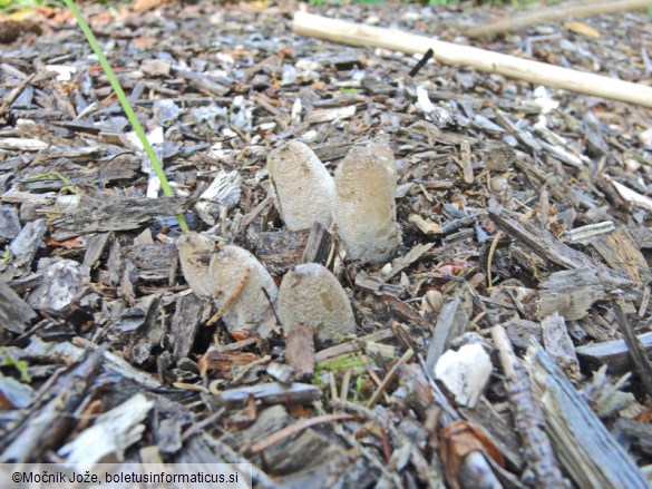 Coprinopsis lagopus