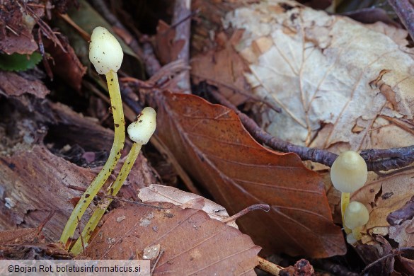 Mycena epipterygia