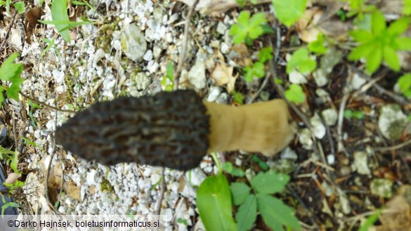 Morchella costata