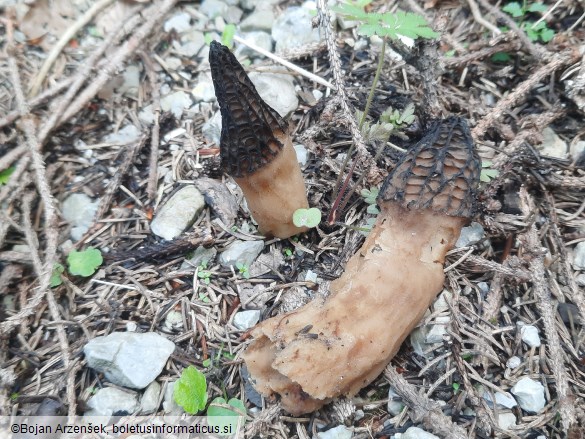 Morchella conica