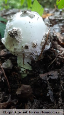 Amanita strobiliformis