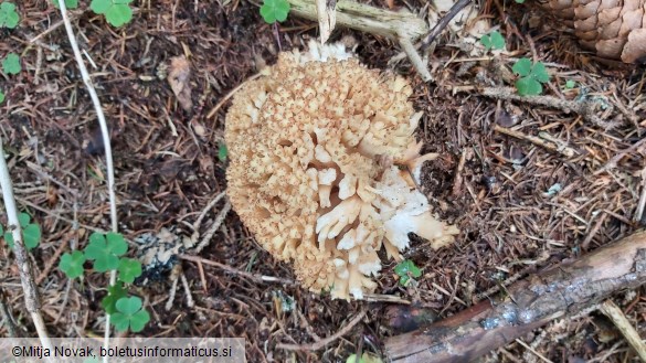 Ramaria pallida