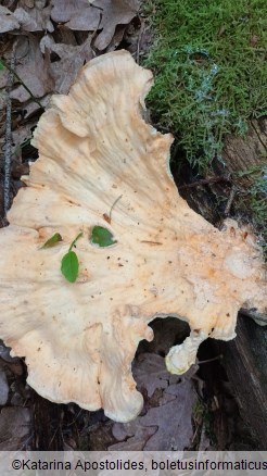 Laetiporus sulphureus