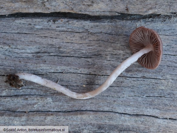 Psathyrella bipellis