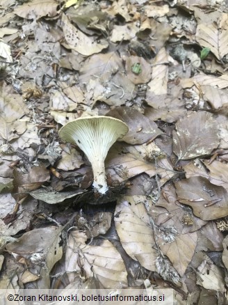 Clitocybe gibba