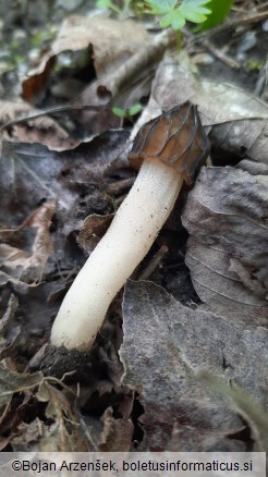 Morchella semilibera