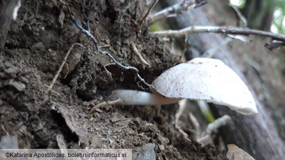 Pluteus inquilinus
