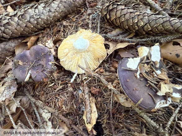 Russula firmula