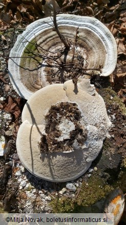 Trametes gibbosa