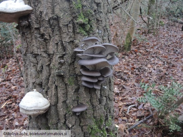 Pleurotus ostreatus