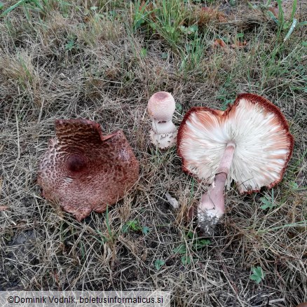 Leucocoprinus bresadolae