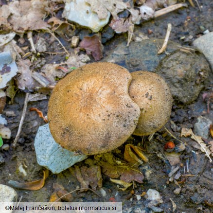 Lentinus substrictus