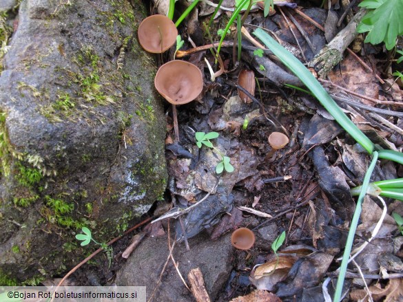 Dumontinia tuberosa