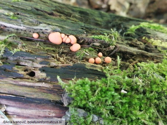 Lycogala epidendrum