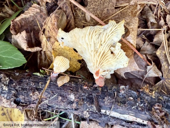 Lentinellus cochleatus