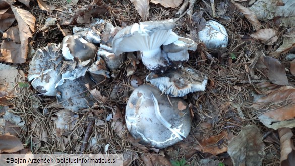 Hygrophorus marzuolus