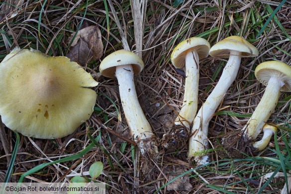 Hygrophorus lucorum