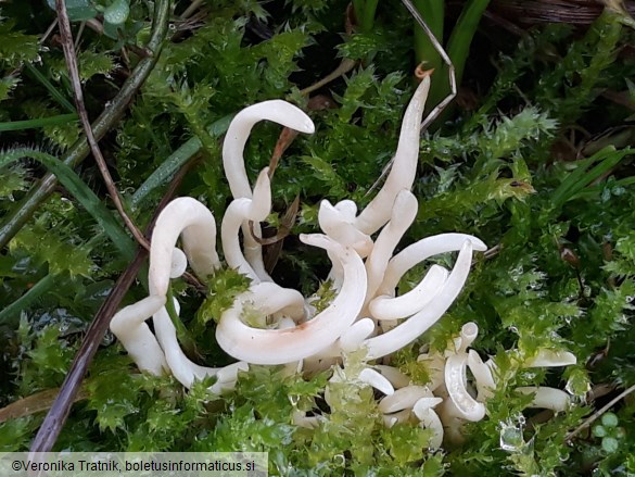 Clavaria fragilis