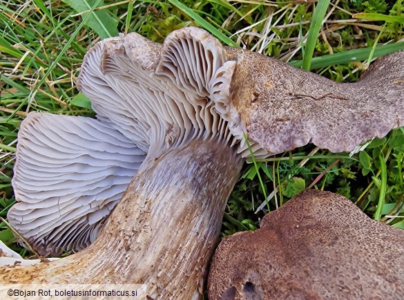 Pseudotricholoma metapodium