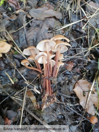 Gymnopus dryophilus