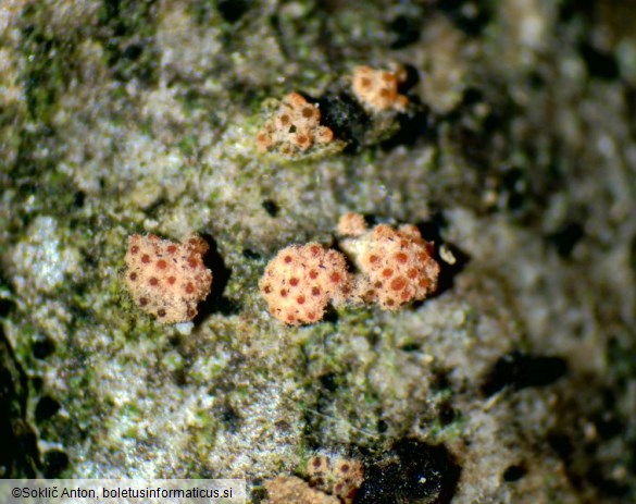 Flammocladiella anomiae