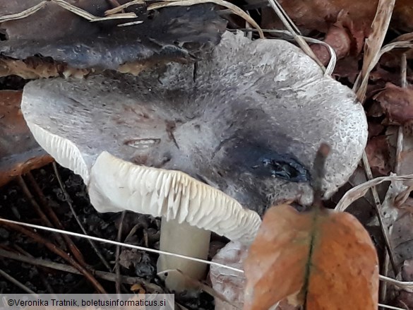 Tricholoma terreum