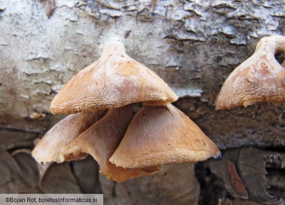 Tectella patellaris
