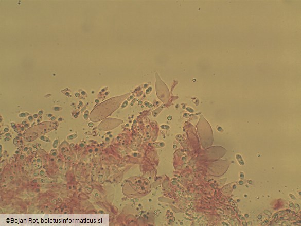 Mycena leptocephala