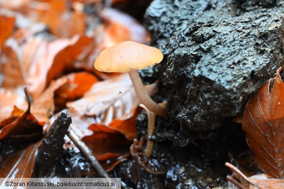 Psathyrella