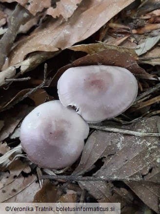 Mycena pura