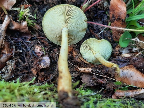 Tricholomopsis flammula