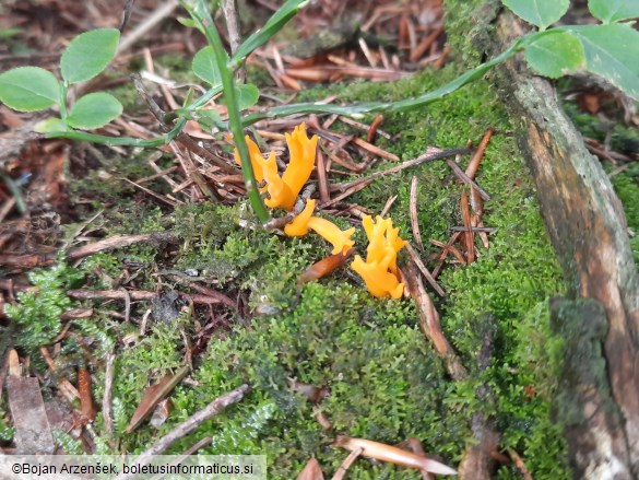 Calocera viscosa