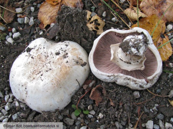 Agaricus bitorquis