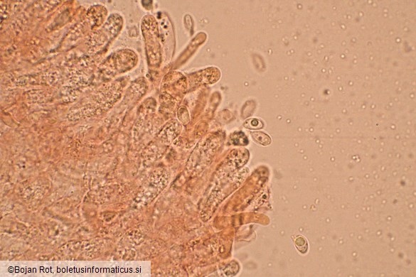 Clitocybe inflatipes