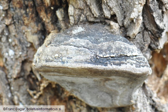 Phellinus igniarius