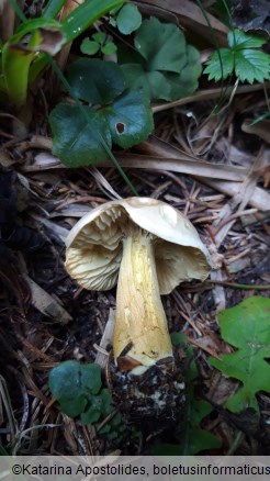 Tricholoma bufonium