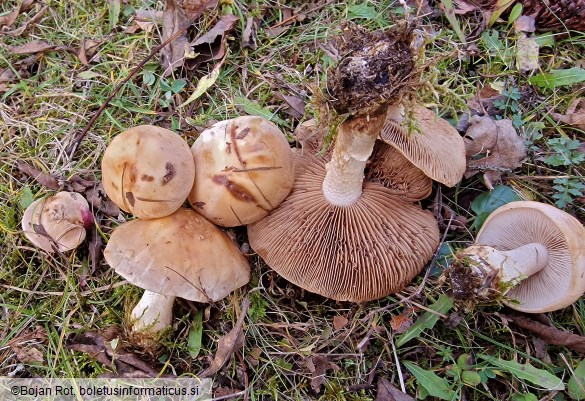 Hebeloma laterinum