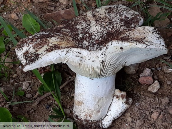 Russula ionochlora